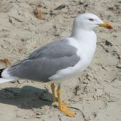 Vogelgrippe am See