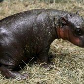 Knuffiger Nachwuchs