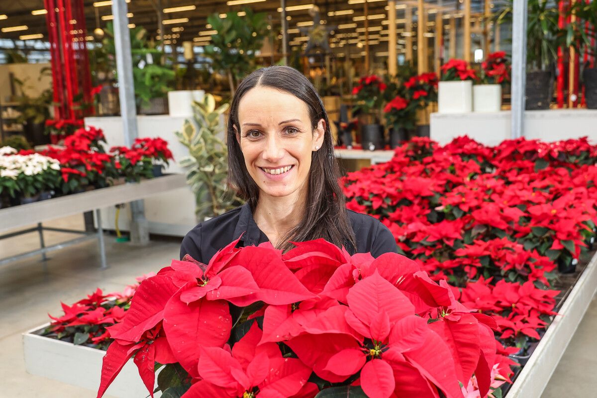 Floristikleiterin Sybille Urban von Rosen Waibel in Mäder erklärt, was es beim Weihnachtsstern zu beachten gibt. ⇒VN/SteureR