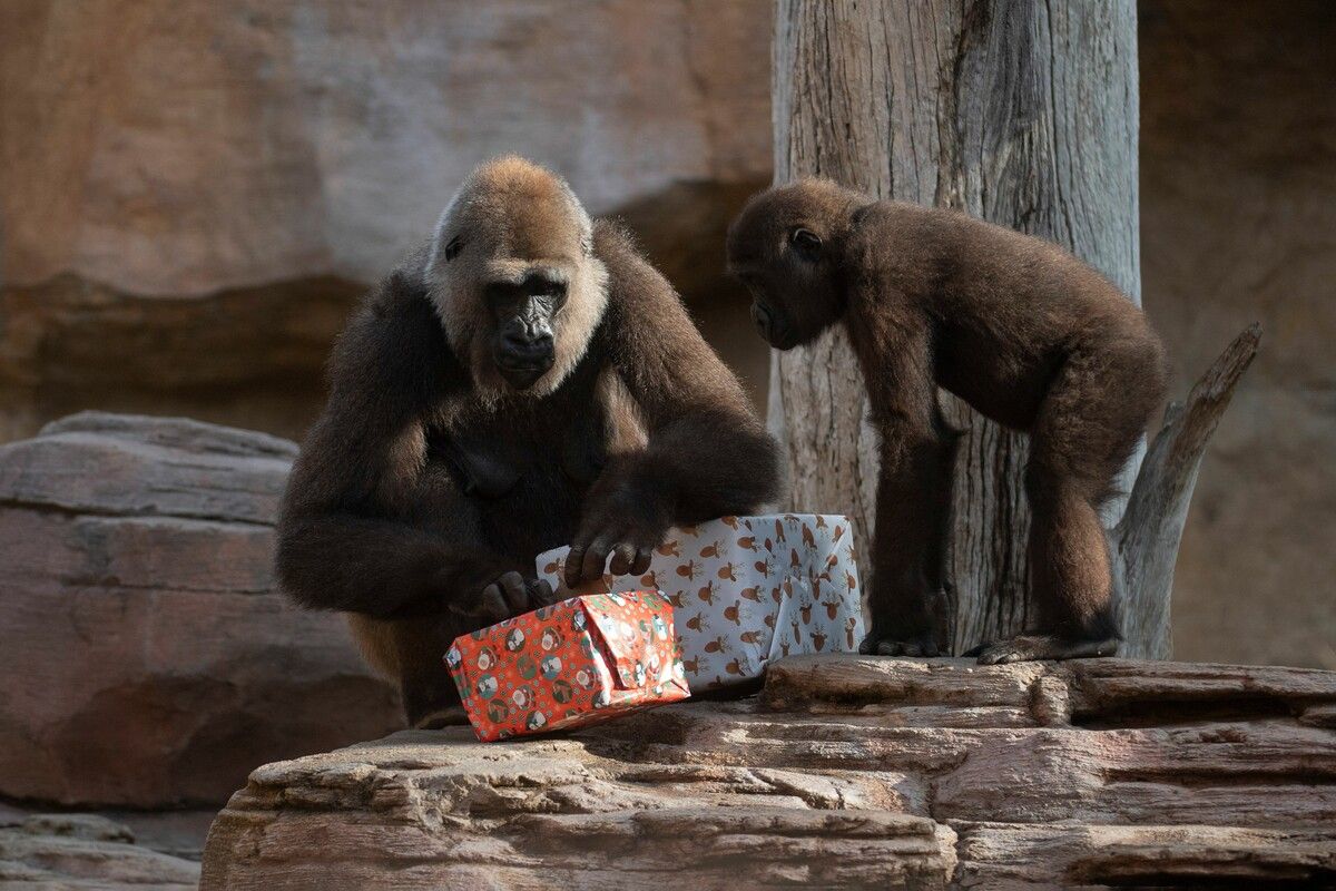 Gespannt beobachtet der junge Gorilla seine Mutter beim Geschenkeauspacken.⇒afp