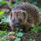 Warum Rasenroboter für Igel und andere Wildtiere eine Gefahr sein können. »A2