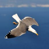Vogelgrippe erreicht den Bodensee