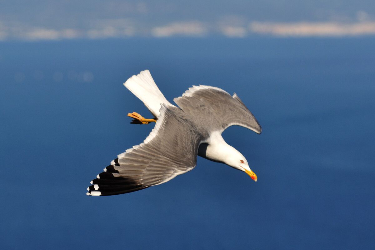 Ist die Vogelgrippe im Anflug? Am Schweizer Bodenseeufer wurde eine infizierte Möwe entdeckt. In Vorarlberg ist bislang kein Fall bekannt.⇒VN