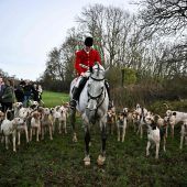 Tierschützer fordern schärferes Jagdverbot in England