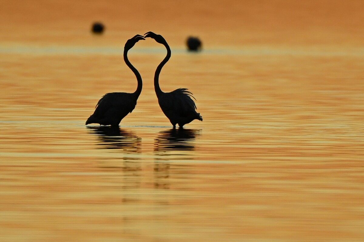 Romantische Szene: Zwei Flamingos tanzen bei Sonnenuntergang in einem See in Perols in Südfrankreich. afp