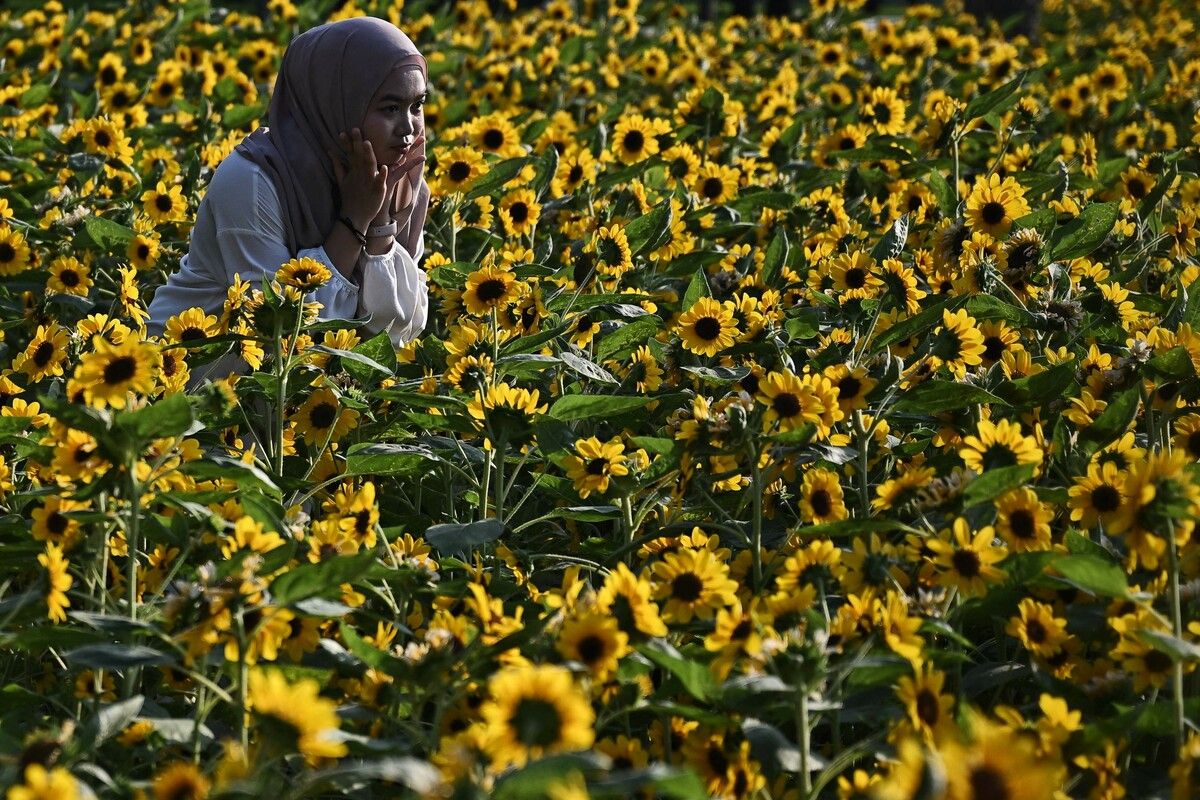 Sonnenblumen-Meer in einem Park in Bangkok: Beliebtes Fotomotiv für Einheimische und Touristen. AFP