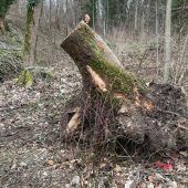 Eschentriebsterben: 17 Bäume müssen gefällt werden