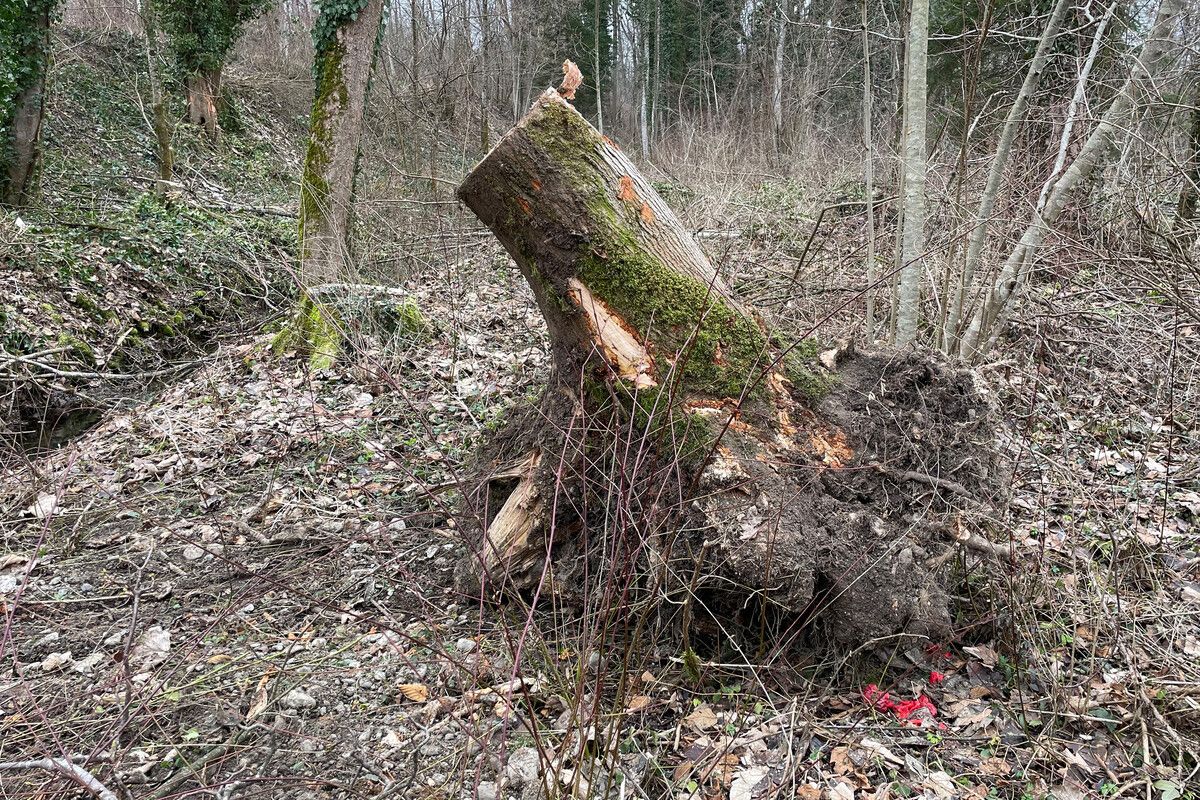 Aufgrund des Eschentriebsterbens müssen im Stadion Birkenwiese mehrere Bäume gefällt werden, während bereits neue gepflanzt wurden.⇒stadt