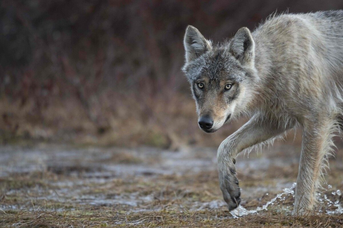 „Aus Sicht des Tierschutzes geht es darum, sowohl das Wohl des Wolfes als auch der Nutztiere im Blick zu haben“, so Tierschutzombudsfrau Ruth Sonnweber.⇒AFP/MORIN