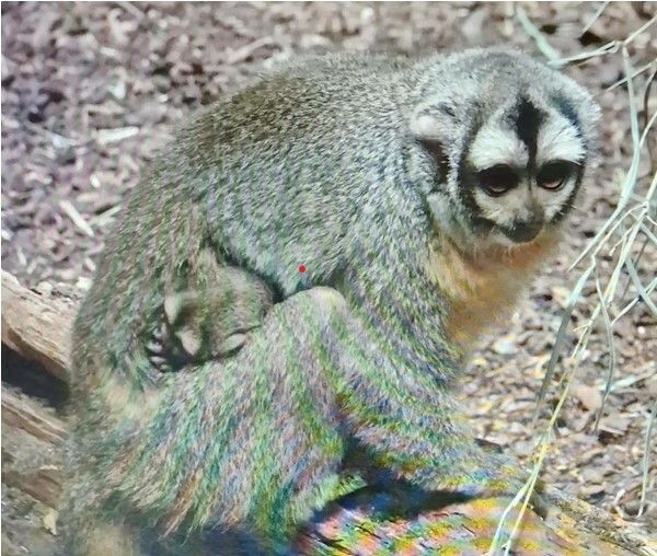 Das Jungtier wird von seinem Vater dicht am Körper getragen. ⇒Zoo Augsburg/Bretschneider