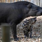 Flachlandtapir auf Erkundungstour
