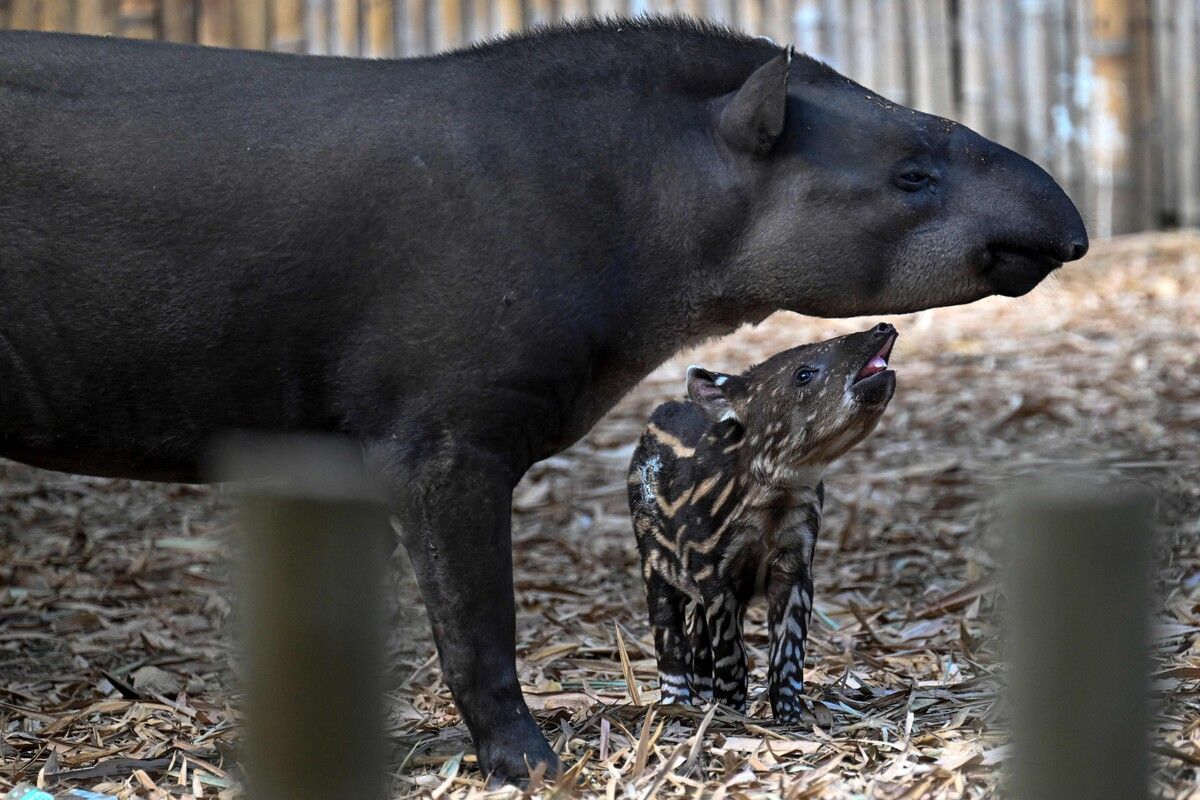 Der kleine Flachlandtapir erkundet an der Seite seiner Mutter das Gehege.⇒AFP