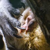 Nachwuchs bei den Koalas