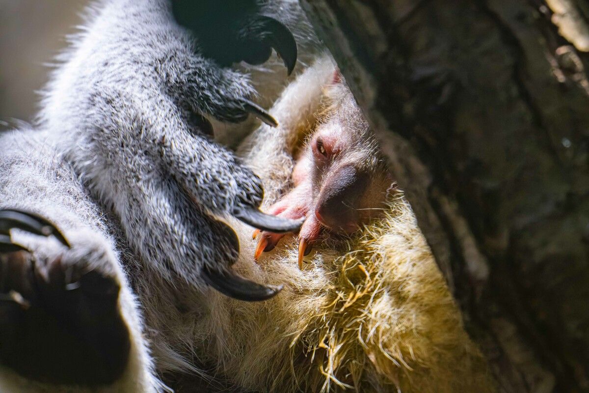 Der kleine Koala zeigt hin und wieder sein Köpfchen.⇒Zoo Duisburg/M. Appel
