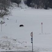 Möglicher Wolf auf Langlaufloipe in Au gesichtet