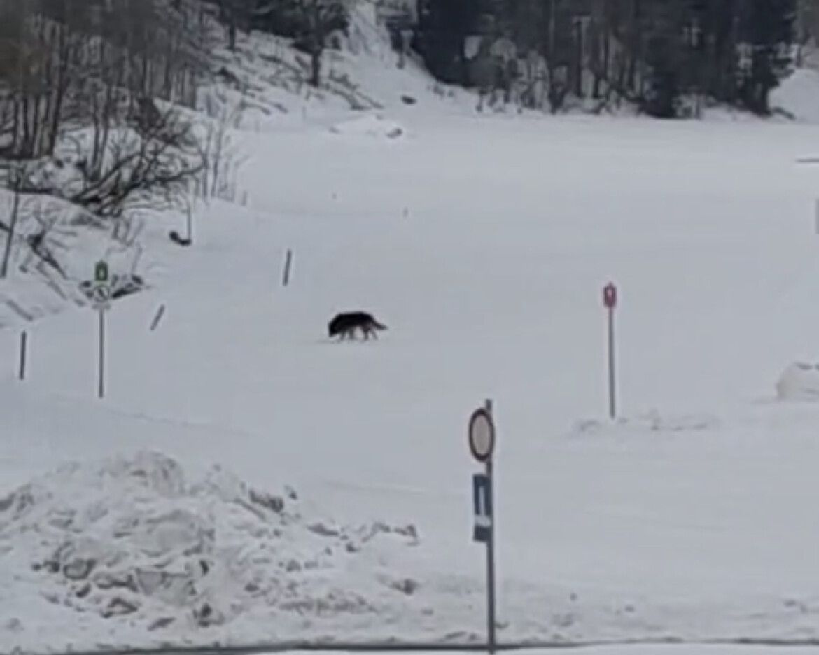 Ein Tier, das möglicherweise ein Wolf war, wurde am Freitagmorgen auf einer Langlaufloipe in Au im Bregenzerwald gesichtet. ⇒VOL.AT/Leserreporter