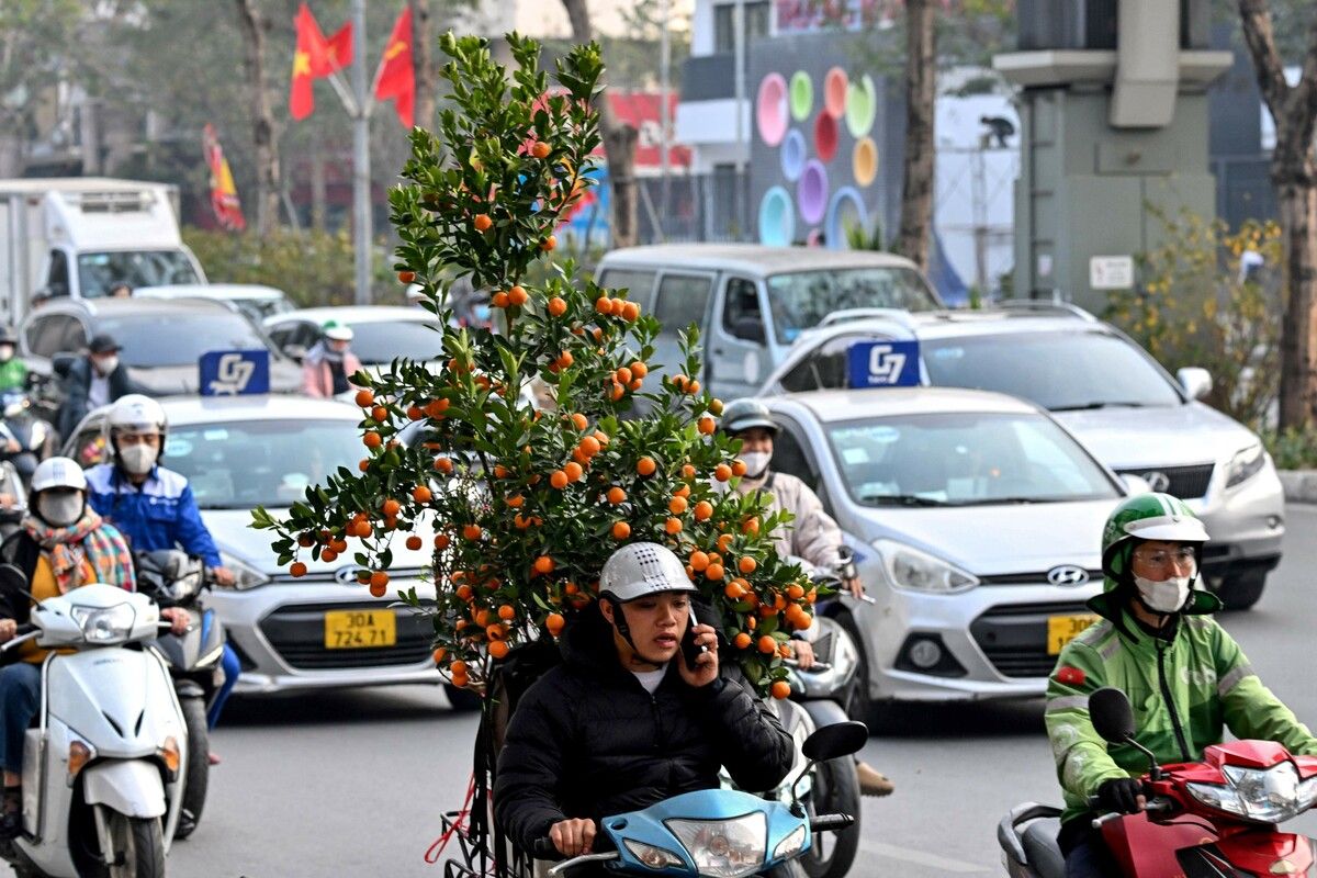 Eine logistische Meisterleistung liefert ein Mann im vietnamesischen Hanoi, der einen Kumquat-Baum auf seinem Motorrad transportiert. AFP