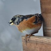 Ab Samstag schlägt wieder die Stunde der Wintervögel. »A6