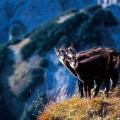 Vorarlberger Landesverwaltungsgericht verbietet Gamsjagd im Bezirk Bludenz. »A9