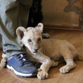 Löwenbaby adoptiert