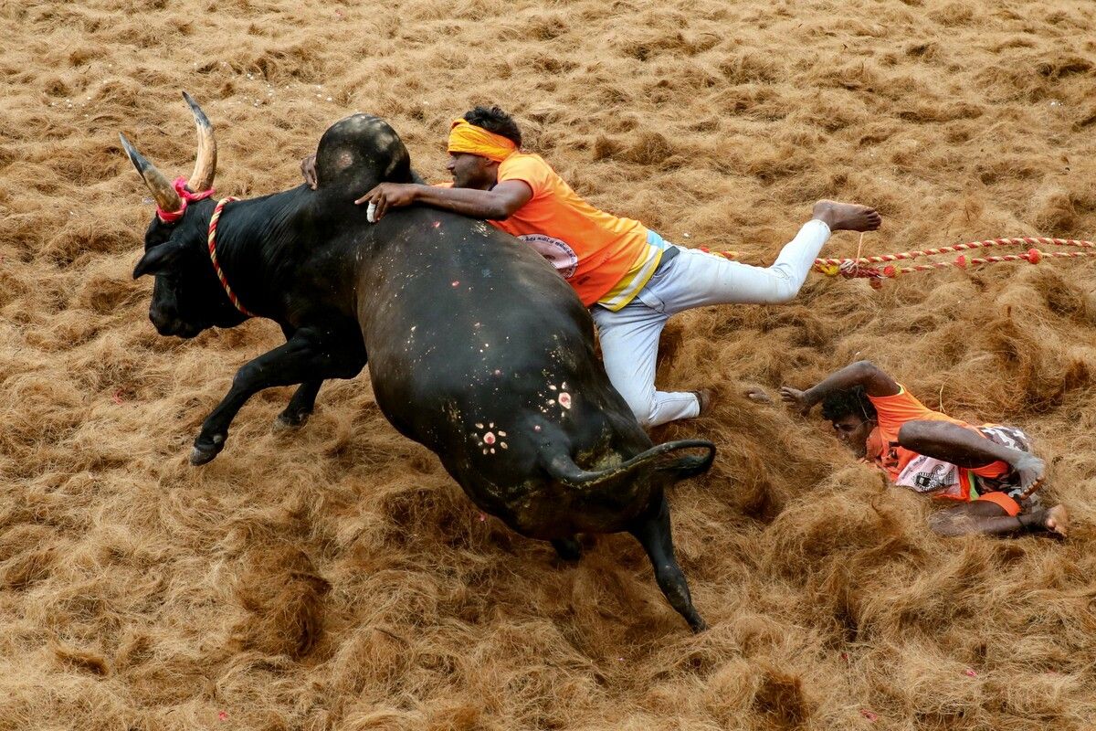Gerangel in Indien beim jährlichen Stierzähmungsfestivals „Jallikattu“ im Dorf Palamedu. AFP