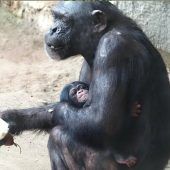 Zuchterfolg im Zoo Leipzig