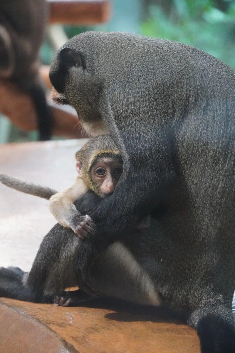 Brazza-Meerkatzen-Nachwuchs kuschelt mit Mama „Meg“.⇒erlebniszoo hannover