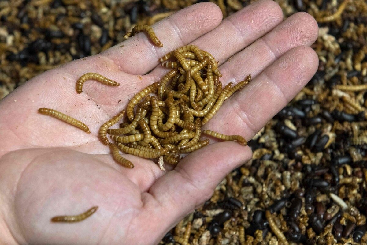 Die Möglichkeiten, Insekten in Lebensmitteln zu verarbeiten, nehmen zu.⇒AFP