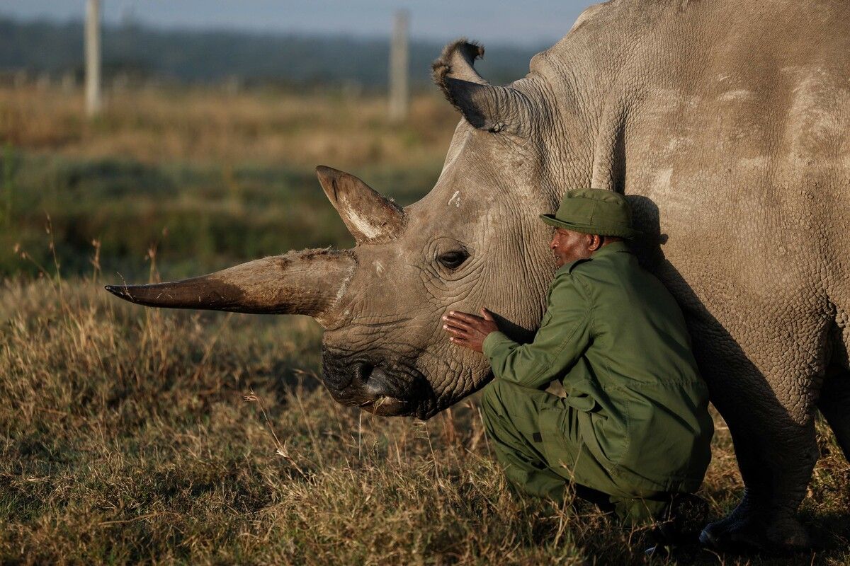 Ein Ranger streichelt im Ol’ Pejeta Schutzgebiet in Kenia eines der beiden letzten nördlichen Breitmaulnashörner der Welt, die 35-jährige Najin. AFP