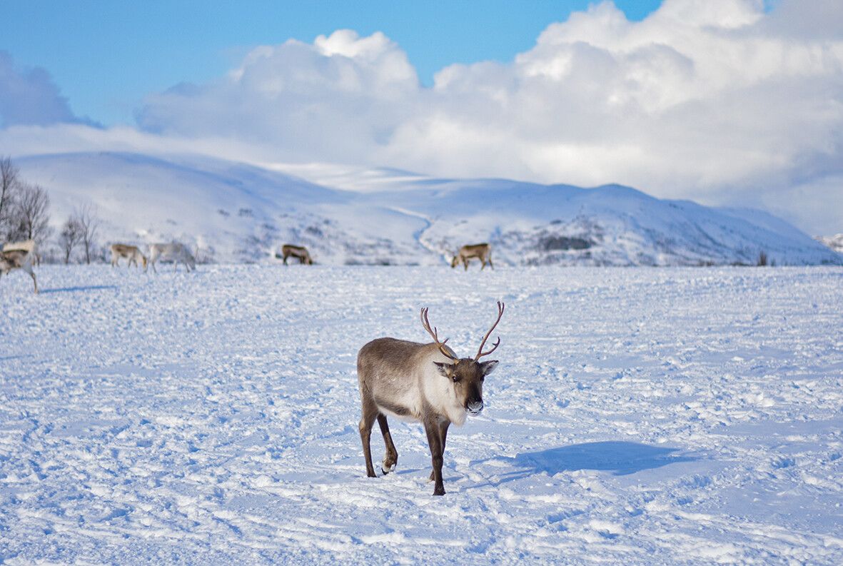 Eine Rentierherde: Typisch für die Winterlandschaft Lapplands.⇒Shutterstock (2)
