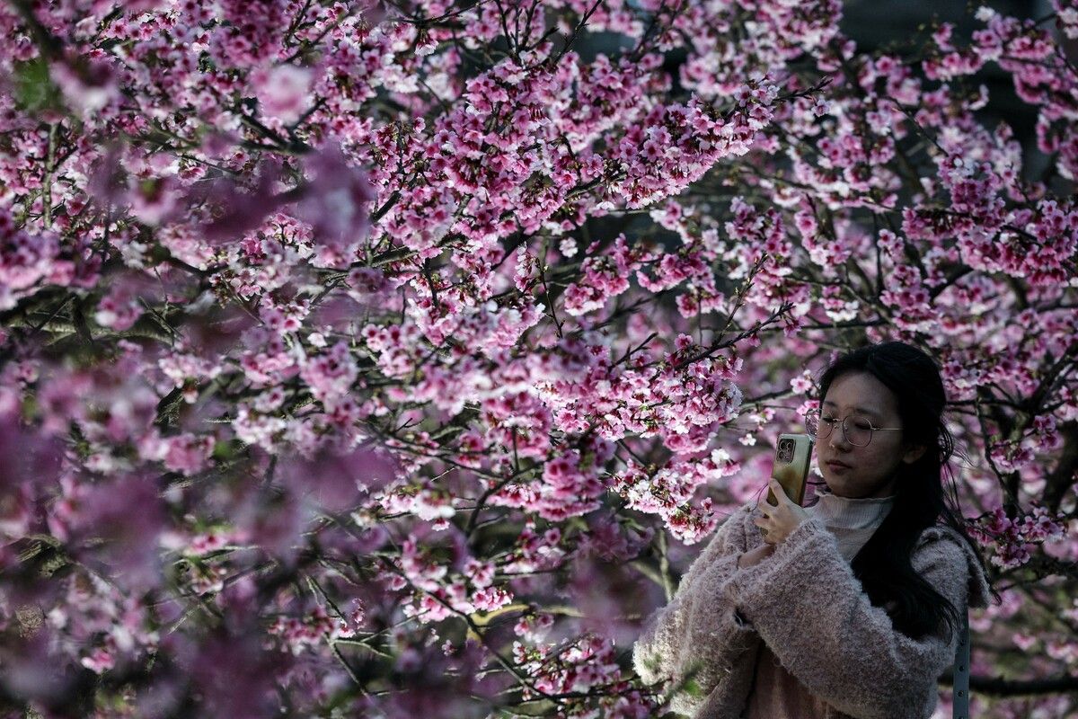 Farbenspiel: Eine Besucherin fotografiert beleuchtete Kirschblüten während eines Festivals in Taipeh. AFP