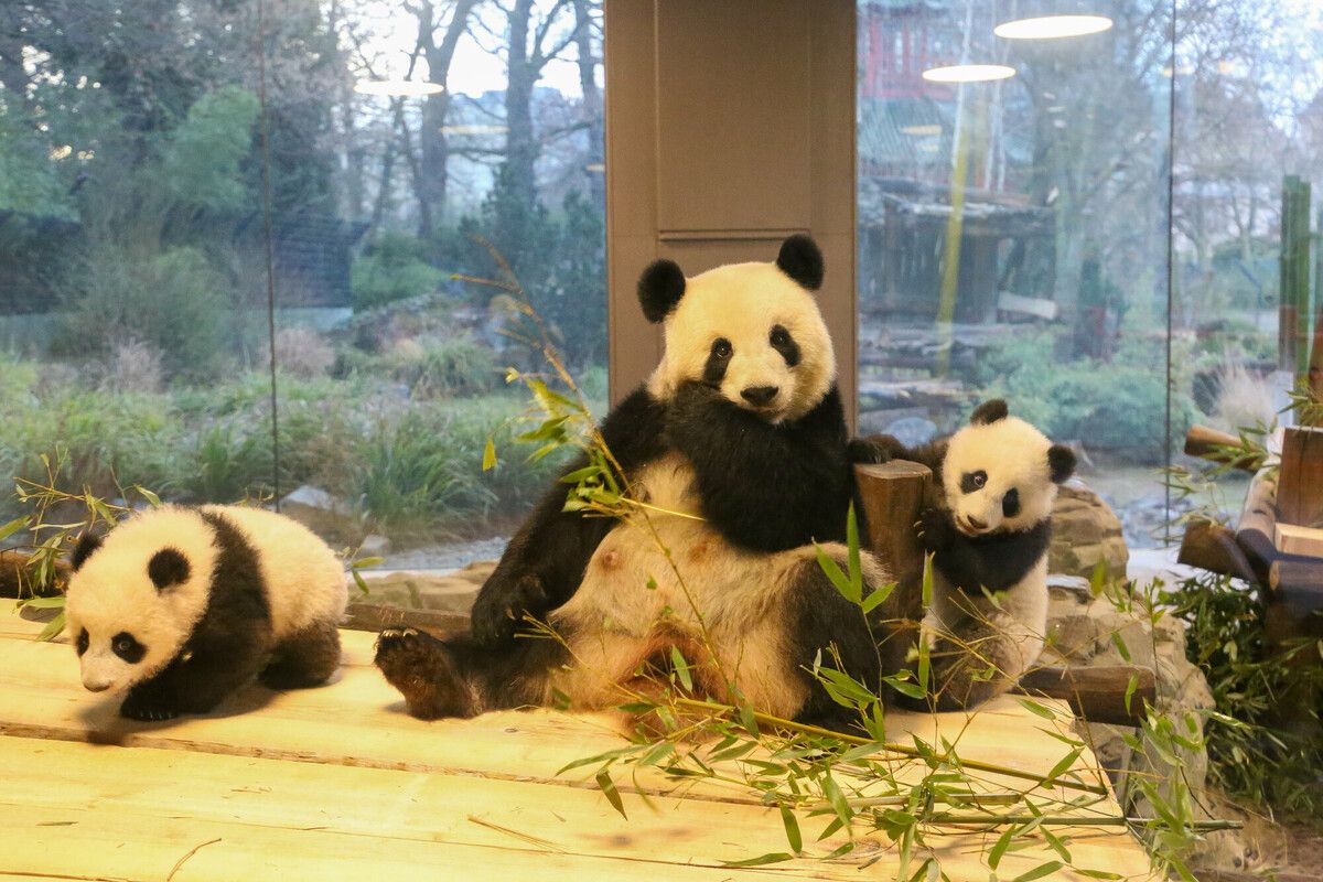 Süße Panda-Familie