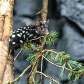 Gefleckter Nachwuchs