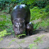 Spenden für Hippos