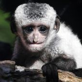 Kleiner Star im Zoo