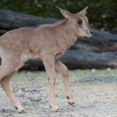 Antilope mit Bock auf Abenteuer