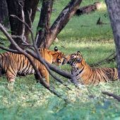 Indien hat Tigerpopulation in einem Jahrzehnt verdoppelt