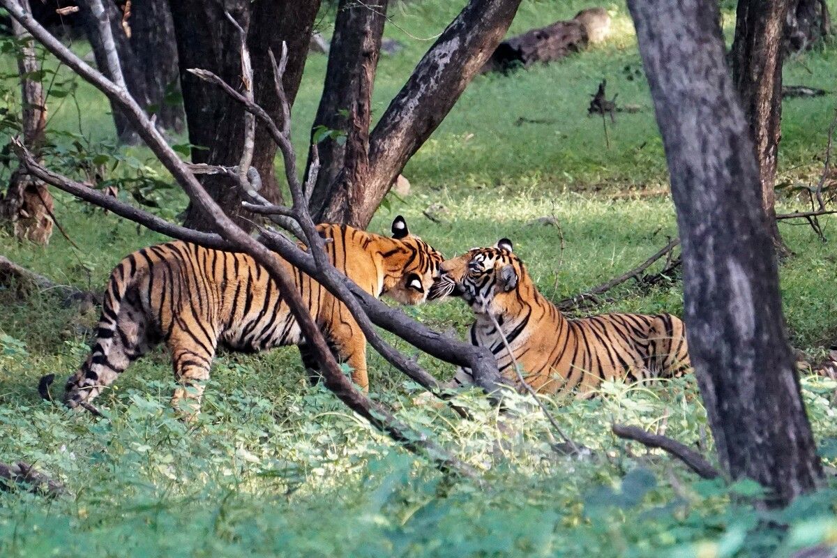 Indien beherbergt nun rund 75 Prozent der weltweiten Tigerpopulation.⇒AFP