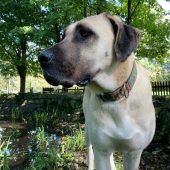 Leika sucht ein neues Körbchen