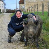 Gezähmte Wildsau bleibt bei Besitzerin