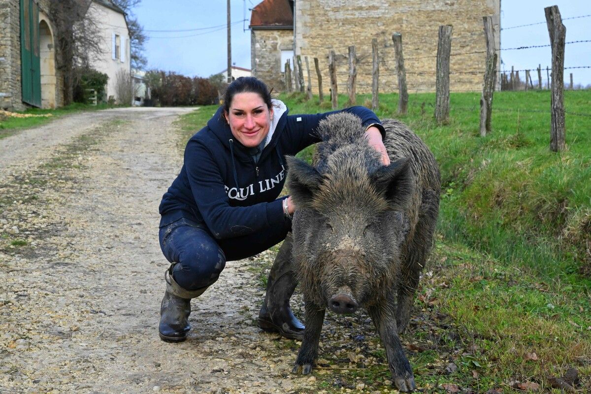 Rillette wiegt rund 100 Kilo und ist an Kontakt mit Menschen gewöhnt. ⇒AFP
