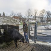 Neuer Schlachthof fürs Land auf Zielgeraden