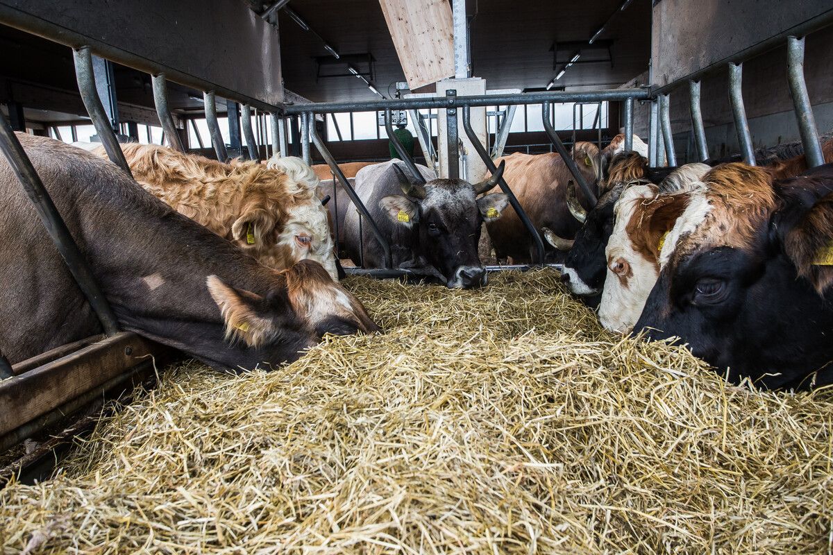 940 Höfe wurden in den letzten Monaten getestet. Knapp 10.000 Tiere waren davon betroffen. ⇒VN/Steurer
