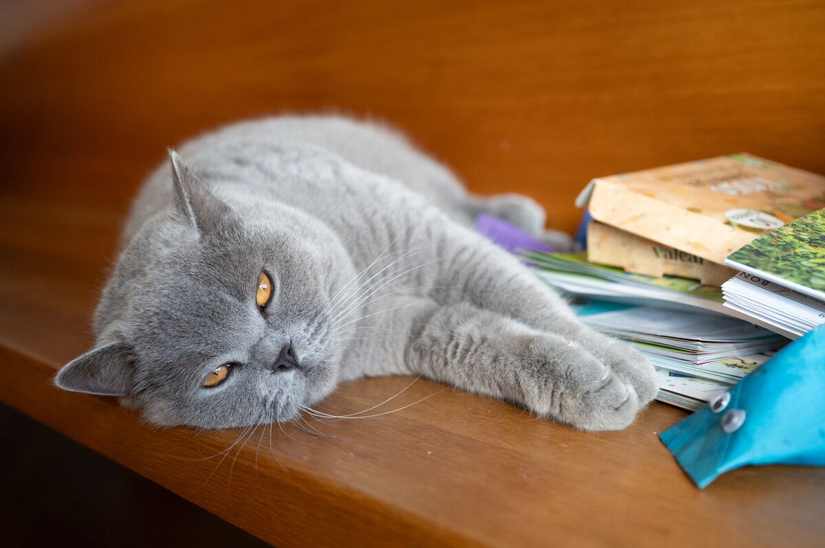Ab März wird die Katze in regelmäßigen Abständen rollig (so nennt man eine liebestolle Katze) und verhält sich dann teilweise sehr seltsam. ⇒VN/Serra (2)