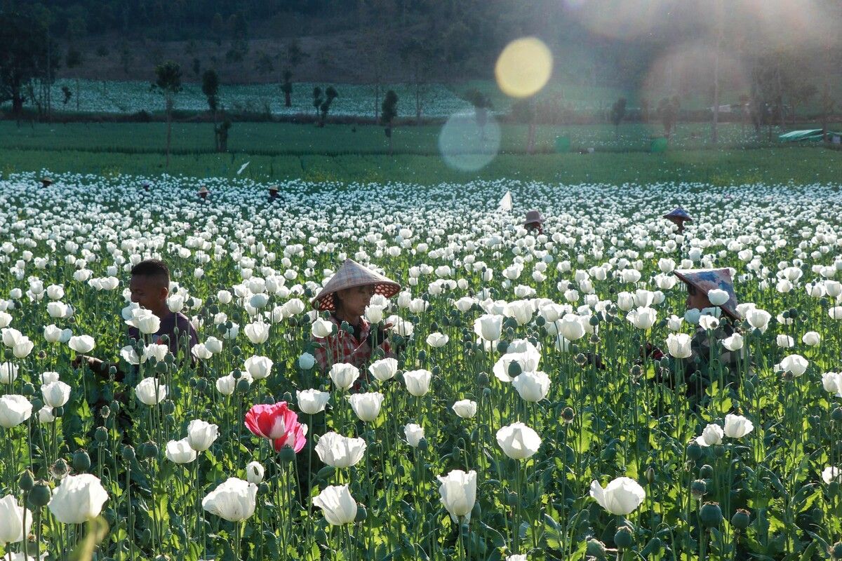 Arbeiter in Myanmar auf einem illegalen Mohnfeld. Myanmar wurde 2024 zum weltweit größten Opiumproduzenten und erntete 1080 Tonnen des Rauschmittels. afp