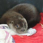 Otterbaby wird aufgepäppelt