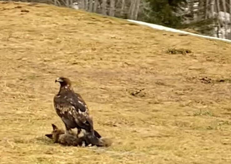 Der Fuchs hatte keine Chance gegen den mächtigen Raubvogel. ⇒meyer