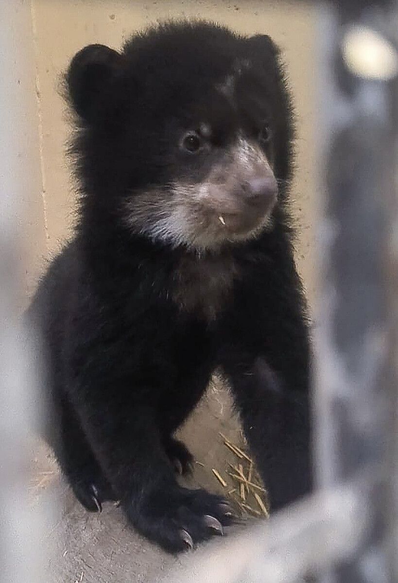 Der kleine Brillenbär wagte die ersten Schritte in den Stallbereich.⇒Zoo Duisburg