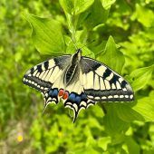 Schwalbenschwanz ist Schmetterling des Jahres 2025
