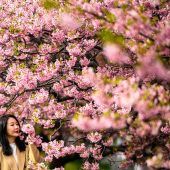 Kirschblüte in Japan offiziell begonnen